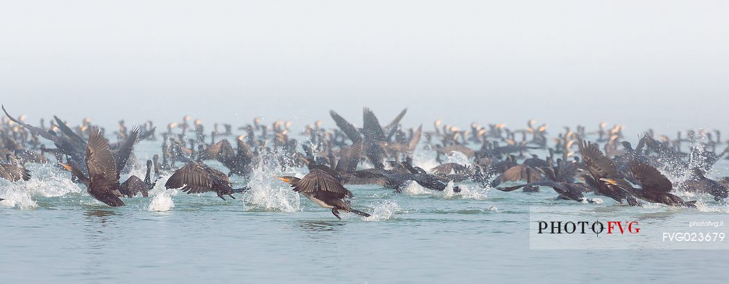 Cormorants hunting on of the Marano's lagoon, Marano Lagunare, Italy