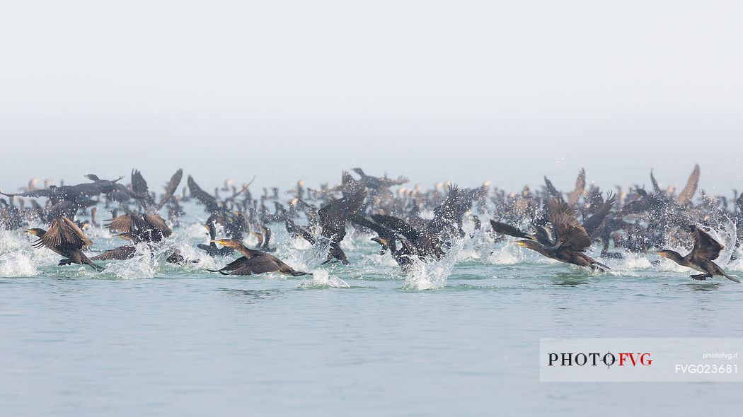 Cormorants hunting on of the Marano's lagoon, Marano Lagunare, Italy