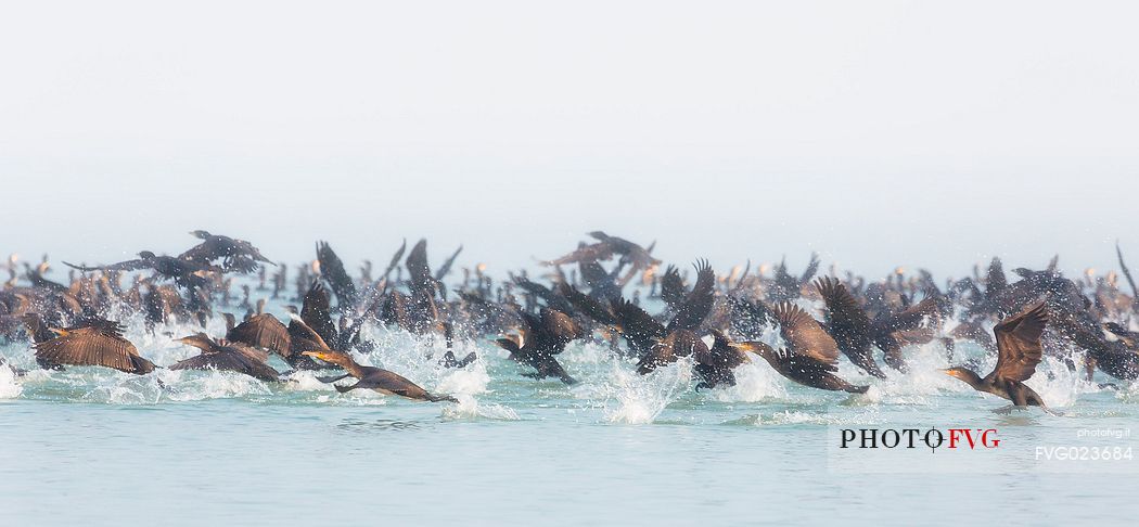 Cormorants hunting on of the Marano's lagoon, Marano Lagunare, Italy