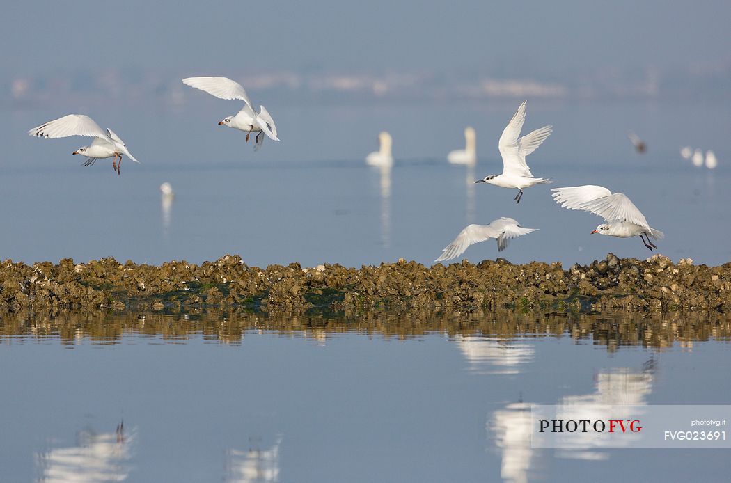 Seagulls on the Marano's lagoon, Marano Lagunare, Italy