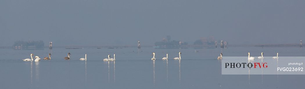 Swans on the Marano's lagoon, Marano Lagunare, Italy