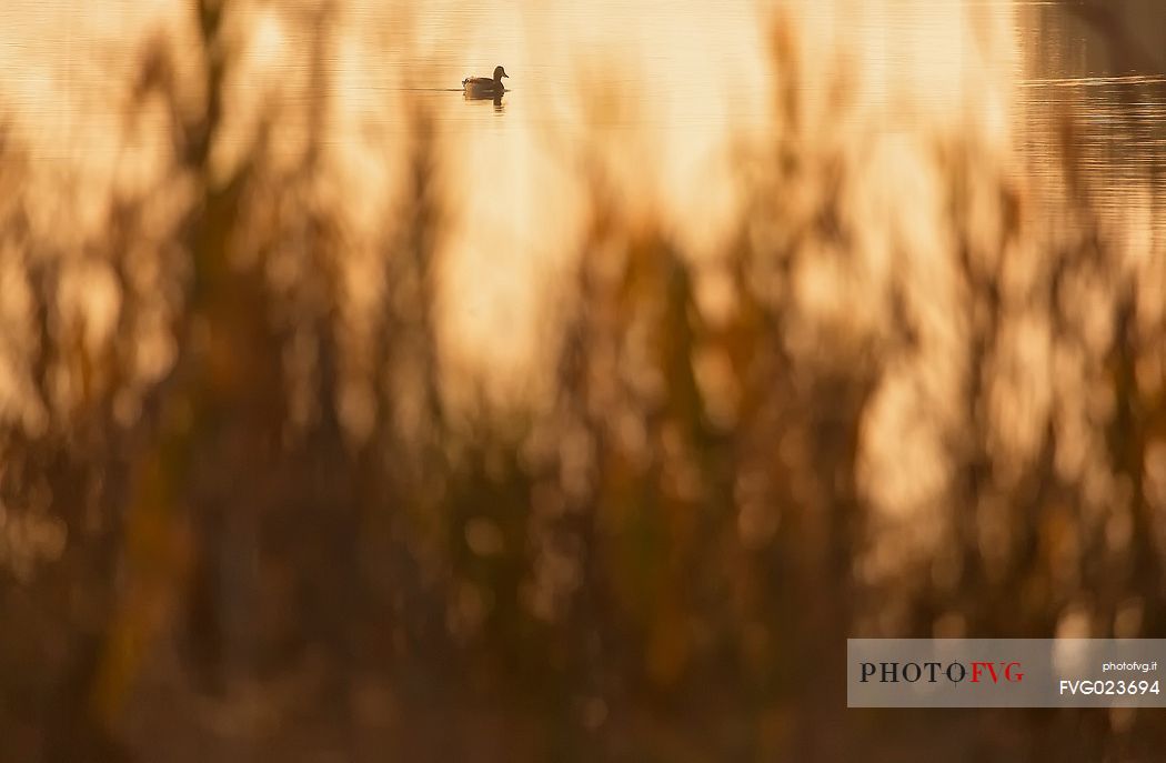 Duck at sunset in the Marano's lagoon, Marano Lagunare, Italy