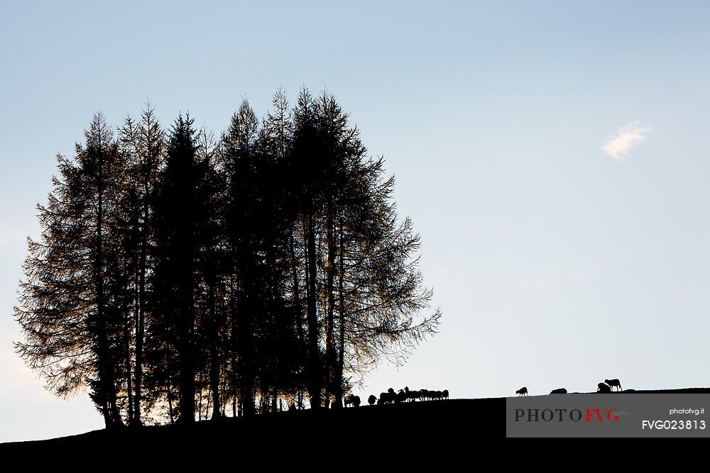 Backlit flock of sheeps, Armentara meadows, Natural Park Fanes Senes Braies, Badia Valley, Alto Adige, Italy 