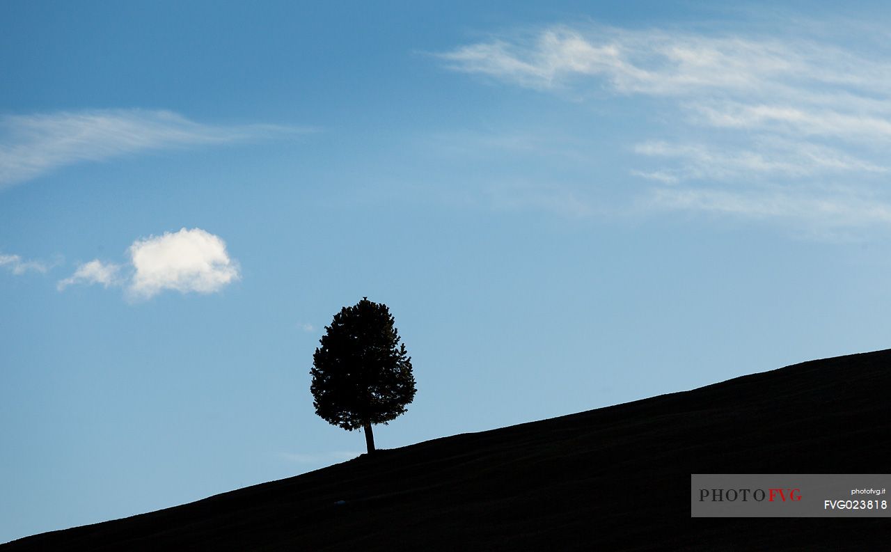 Silhouette lonely tree, Prati dell'Armentara, South Tyrol, Dolomites, Italy 