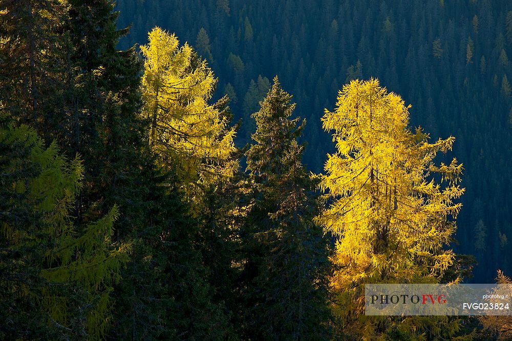 Dolomitic forest in autumn, South Tyrol, Italy