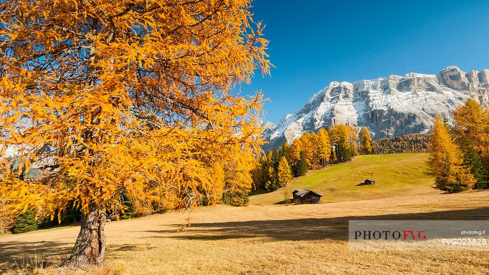 Prati dell'Armentara alpine meadows with barns in autumn, Sasso della Croce mountain group in background, South Tyrol, Dolomites, Italy
 