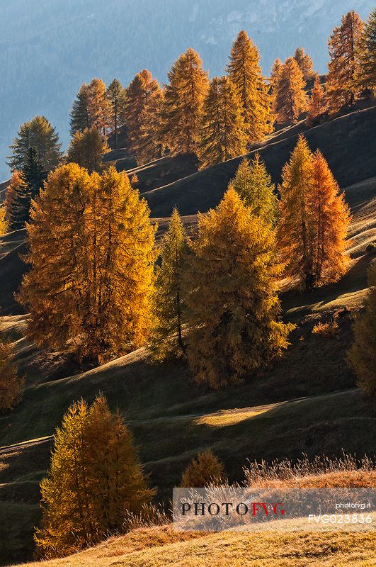 Dolomitic forest in autumn, South Tyrol, Italy