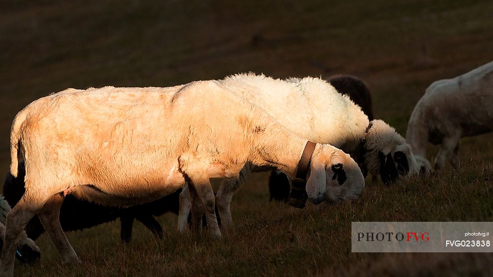 Sheep on the lawns of the Val Badia, dolomites, Italy