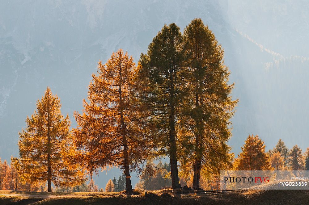 Dolomitic forest in autumn, South Tyrol, Italy