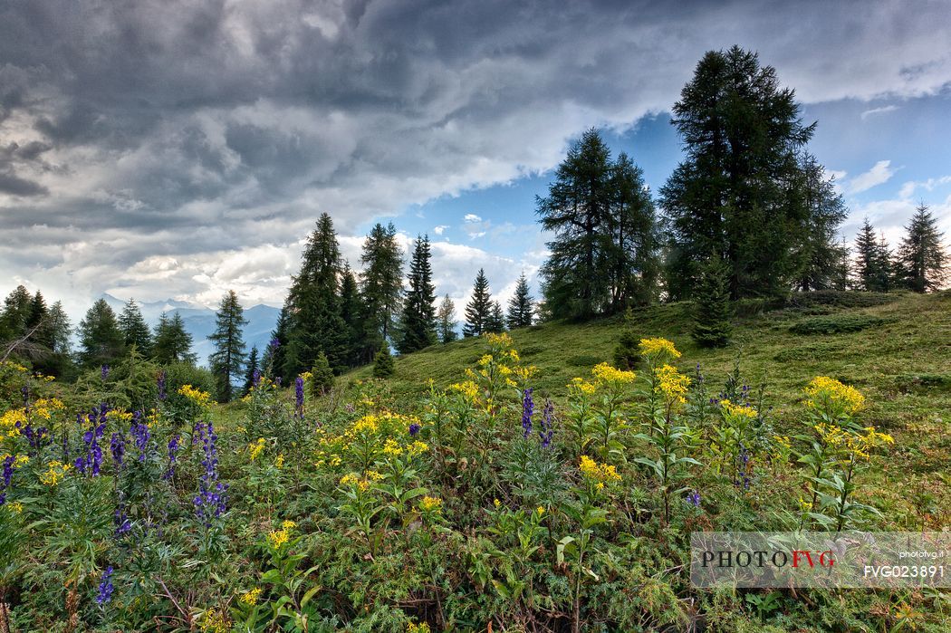 Alpine meadow near Peller hut, Brenta dolomites, Trentino, Italy