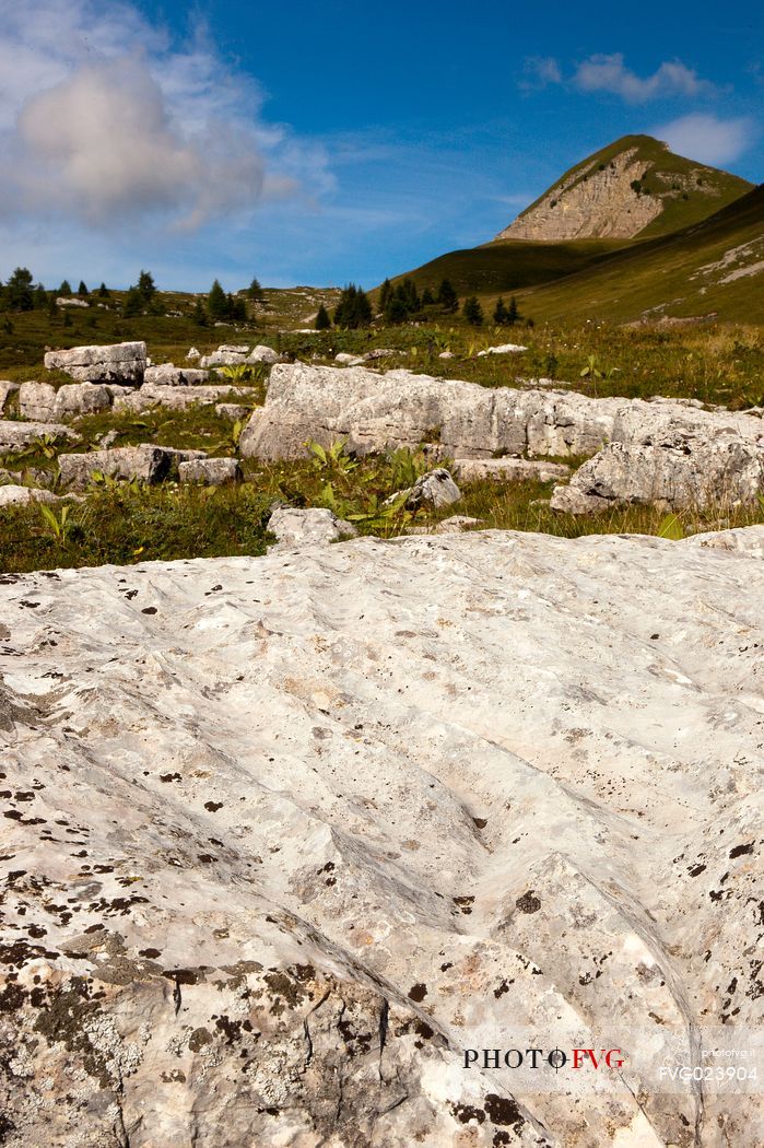 Furrowed rocks at Pian di Nana, Brenta's dolomites, Trentino, Italy