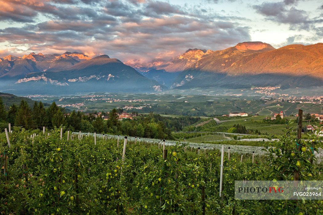 Apple orchard, Val di Non towards Brenta dolomites, Trentino, Italy