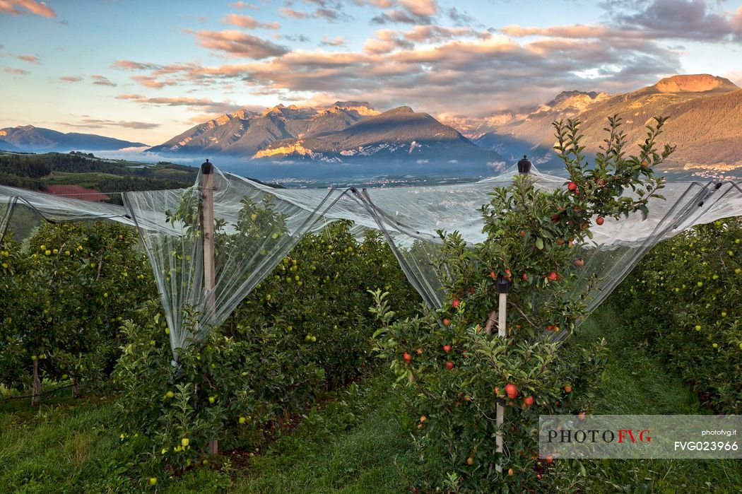 Apple orchard, Val di Non towards Brenta dolomites, Trentino, Italy