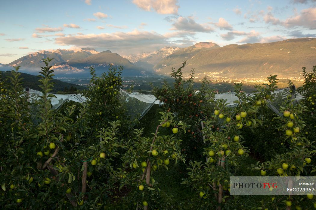 Apple orchard, Val di Non towards Brenta dolomites, Trentino, Italy