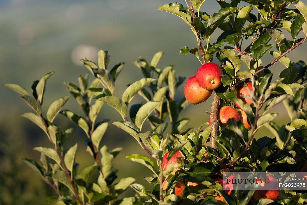 Red apples ready to eat on a fruit plantation in the Non Valley, Val di Non, the famous apple Valley, Trentino, Italy