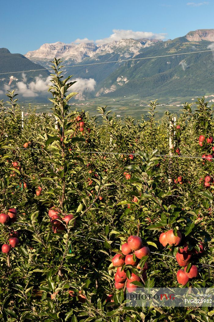 Apple orchard, Val di Non towards Brenta dolomites, Trentino, Italy