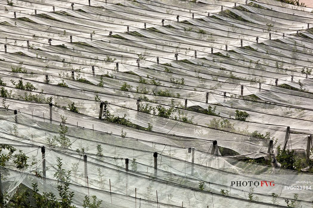 Apple orchards of Val di Non protected by anti hail coverage, Non Valley, Trentino, Italy