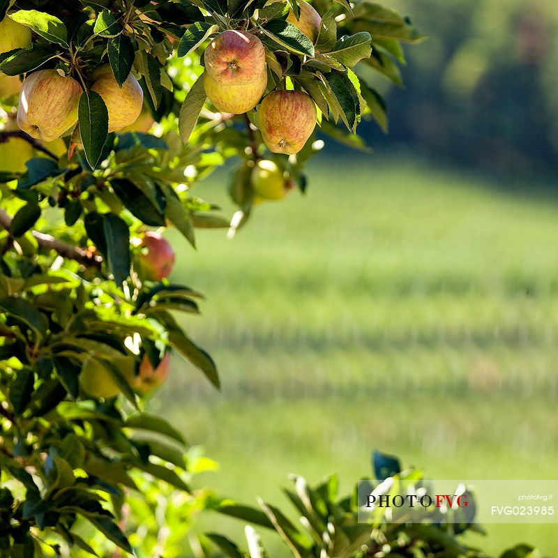 Yellow apples ready to eat on a fruit plantation in the Non Valley, Val di Non, the famous apple Valley, Trentino, Italy