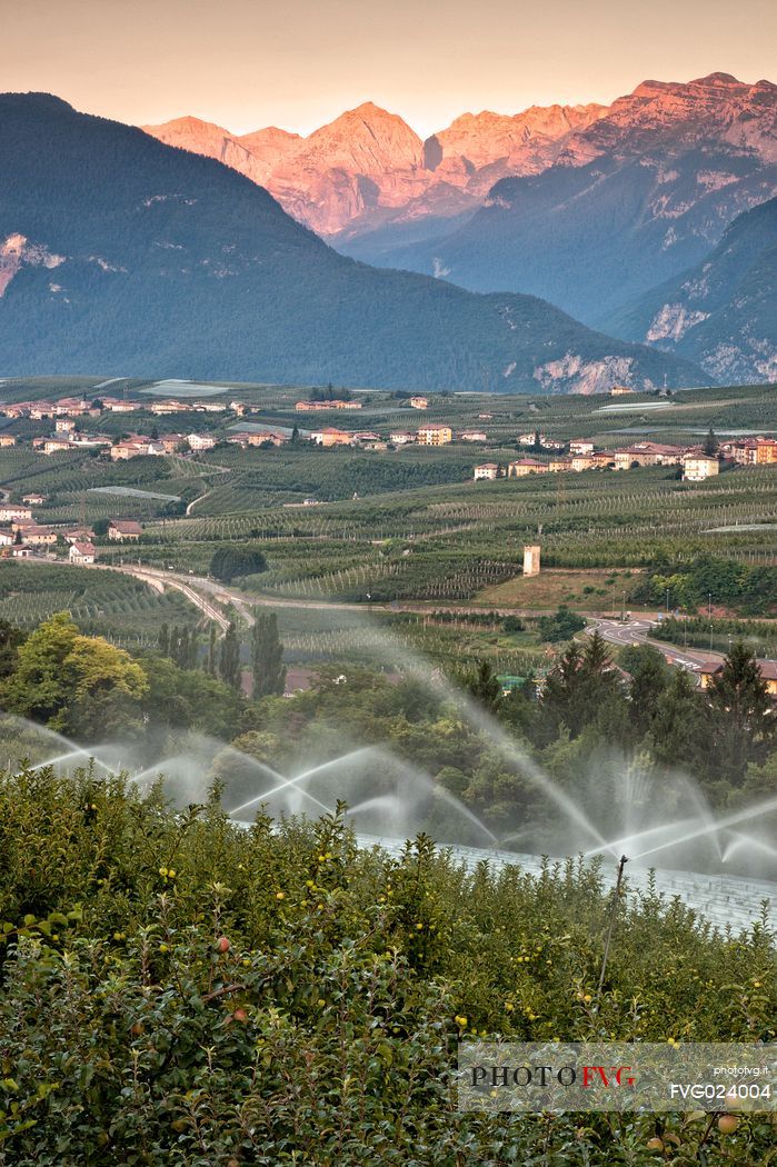 Apple orchard at Val di Non towards Brenta dolomites, Trentino, Italy