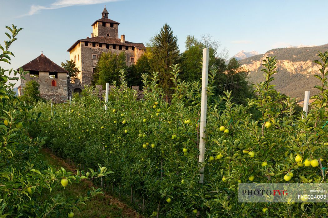 Castel Nanno castle and apple trees, Val di Non, Trentino, Italy