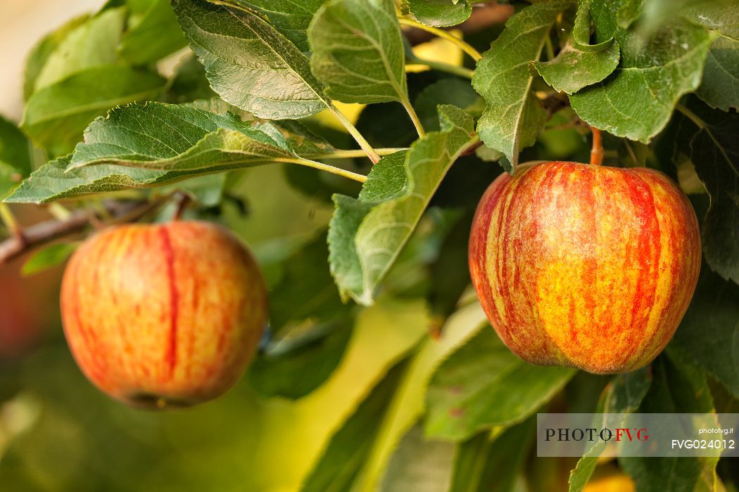 Apples ready to eat on a fruit plantation in the Non Valley, Val di Non, the famous apple Valley, Trentino, Italy