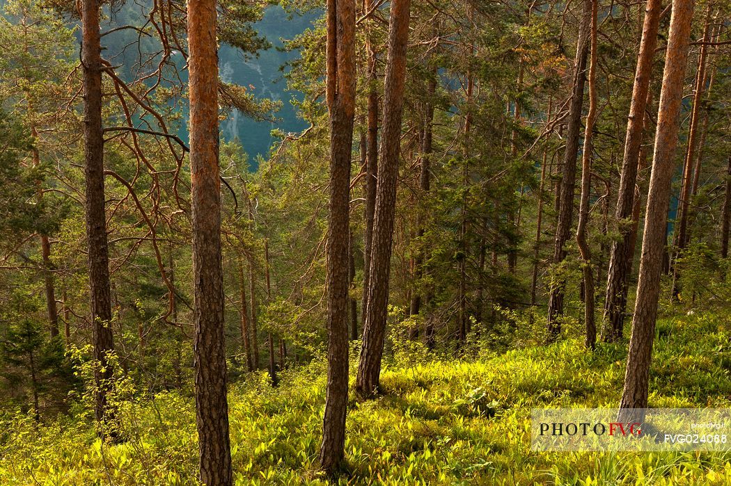 The forest at Tovel Lake, Brenta dolomites, Trentino, Italy