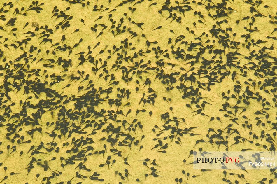 Tadpoles in an alpine pond, Asiago, Italy