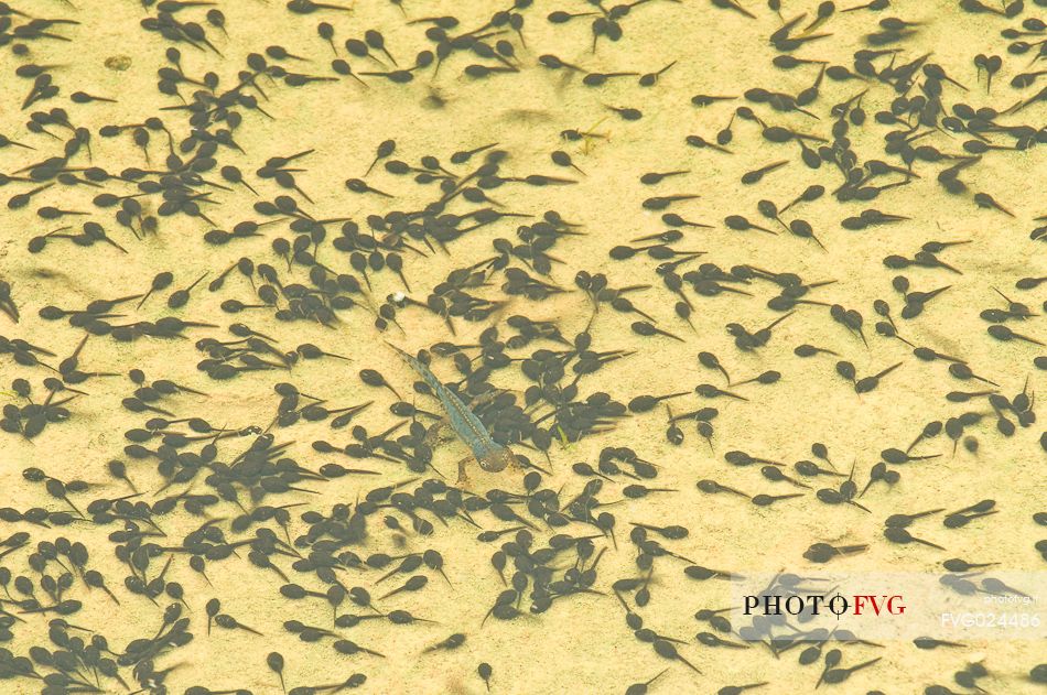 Tadpoles in an alpine pond, Asiago, Italy