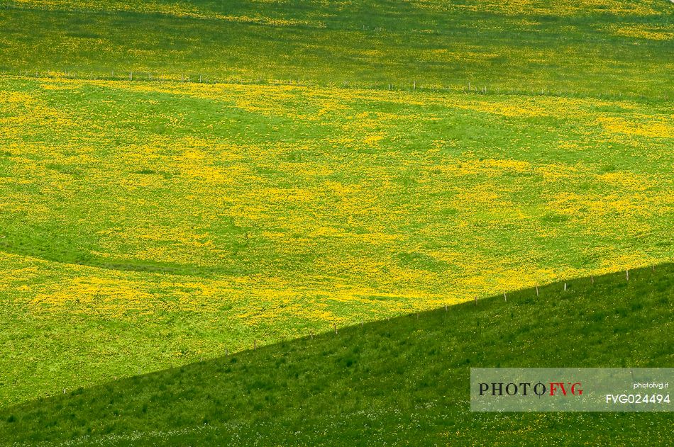 Dandelion bloom on the plateau of Asiago, Italy