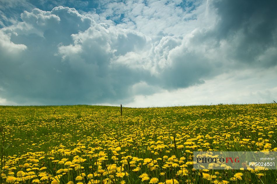 Dandelion bloom on the plateau of Asiago, Italy