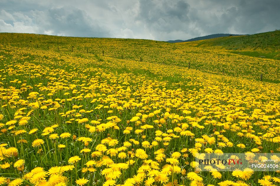 Dandelion bloom on the plateau of Asiago, Italy