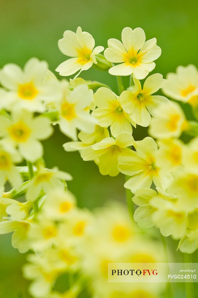 primrose more, Primula elatior, Asiago, Italy