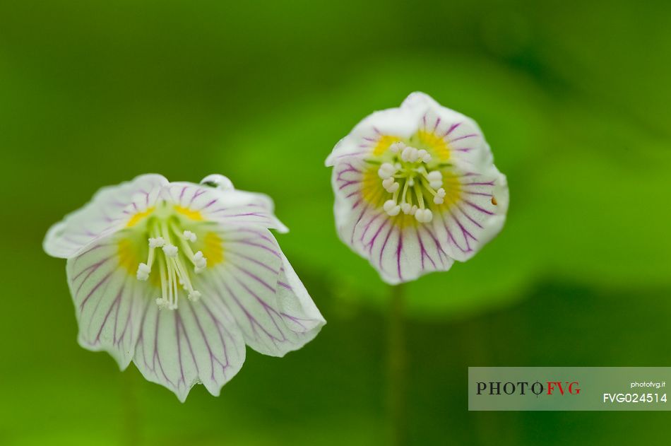 Flowering of oxalis acetosella (sorrel) in spring, Asiago, Italy