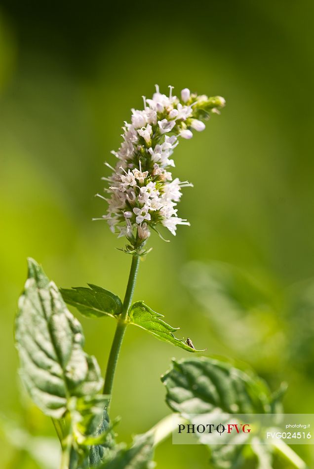 Wild mint flowering, Italy