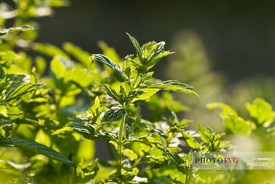 Wild mint, Italy