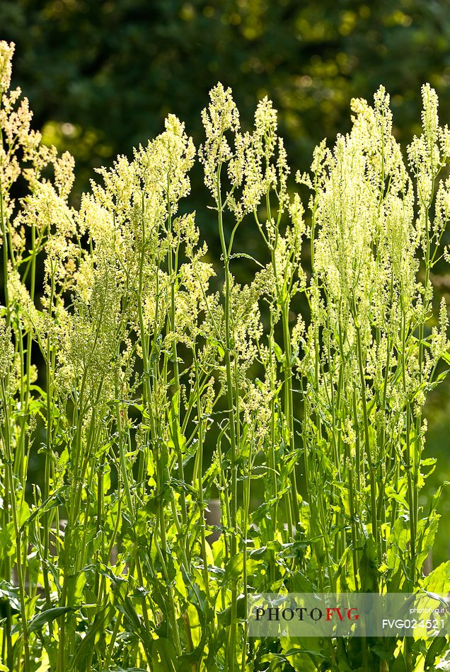 Sorrel horse, Acetosa (Rumex acetosa), Italy