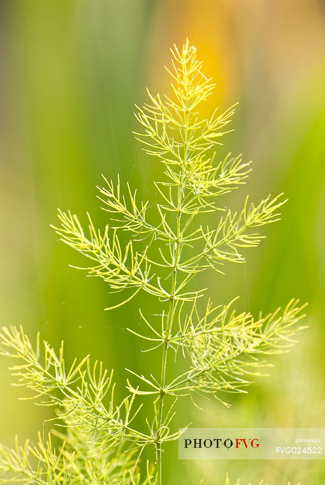 Wild asparagus, Italy