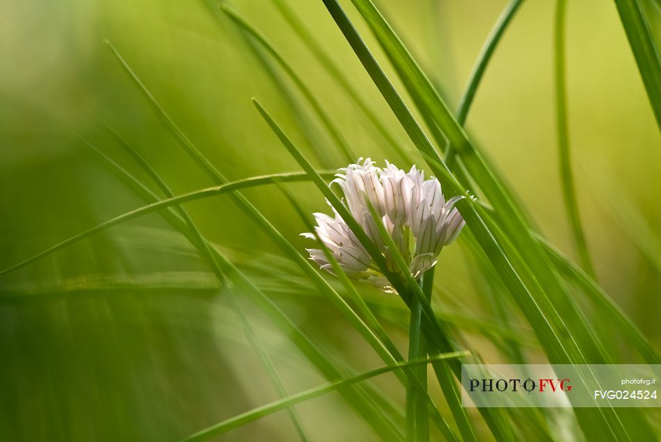 Chives flowering, Italy