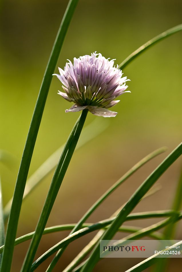 Chives flowering, Italy