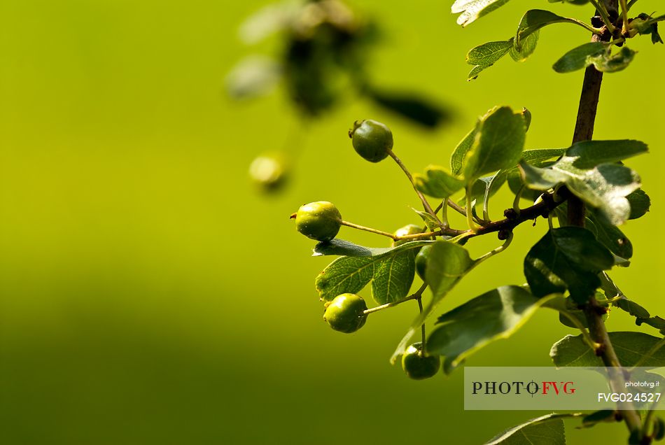 Plant of hawthorn, Italy