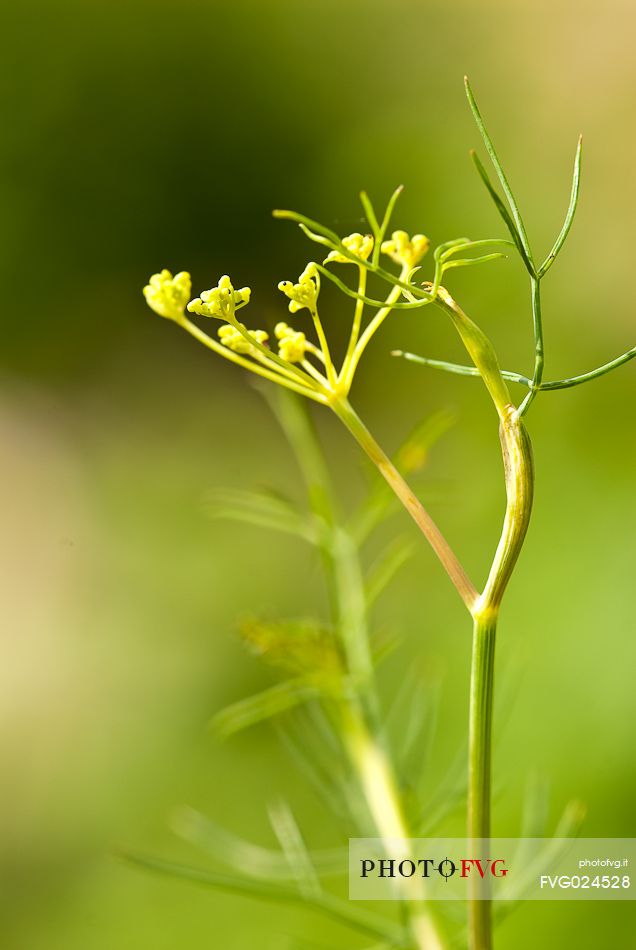 Wild fennel, Italy