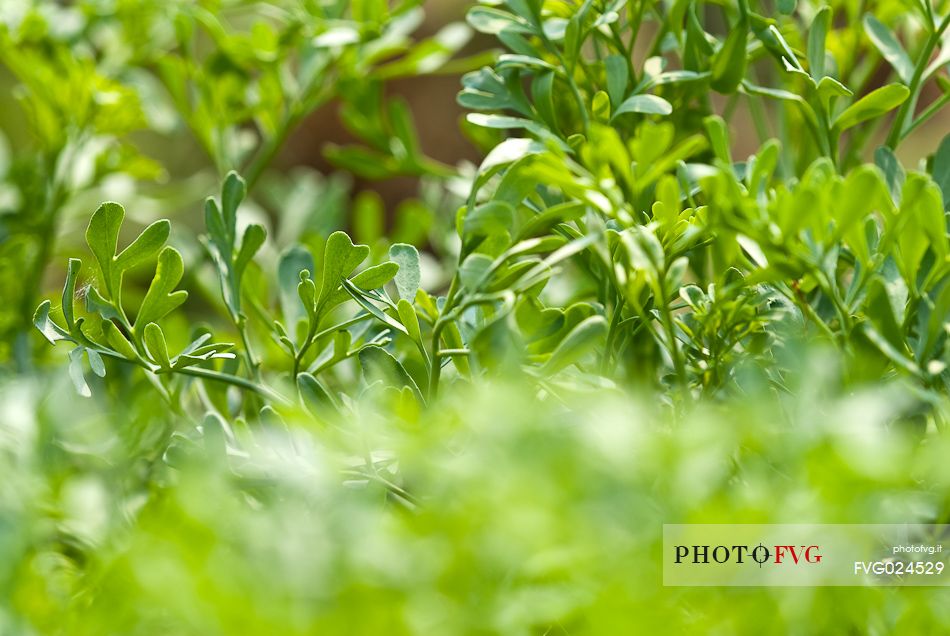 Plants of rue, Italy