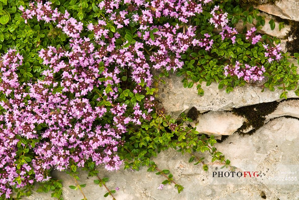 wild thyme, Asiago, Italy