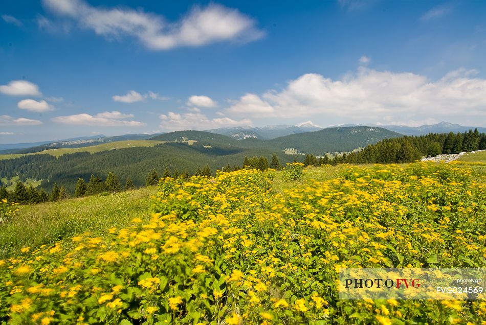 Flowering meadow in Meletta di Gallio, Asiago, Veneto, Italy, Europe