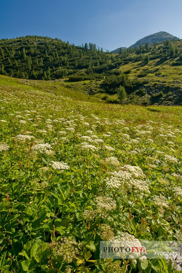Alpine meadow to Ortigara mountain, Asiago, Italy