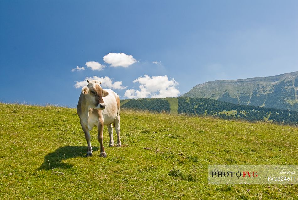 Cow grazing in Porta Manazzo, Asiago, Italy