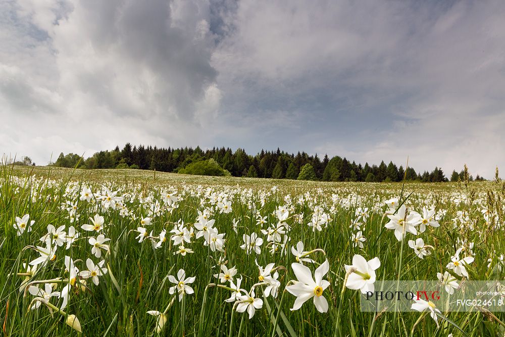 Blooming daffodils in Lentiai, Belluna valley, Italy