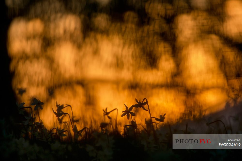 backlit daffodils at dawn on the Bellunesi Dolomites, Italy