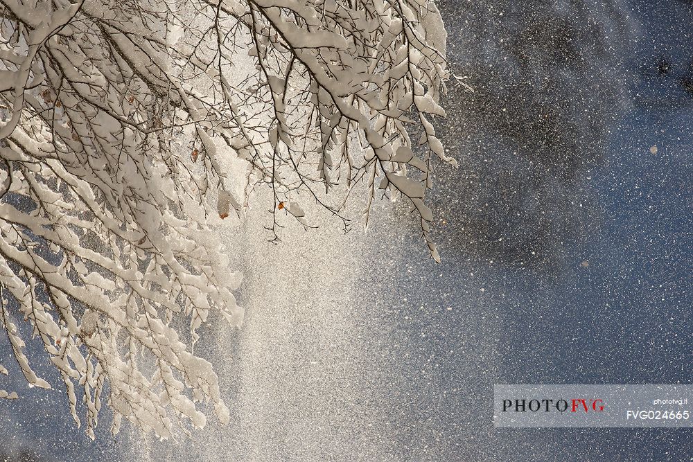 Thaw in the forest of Cansiglio, Italy