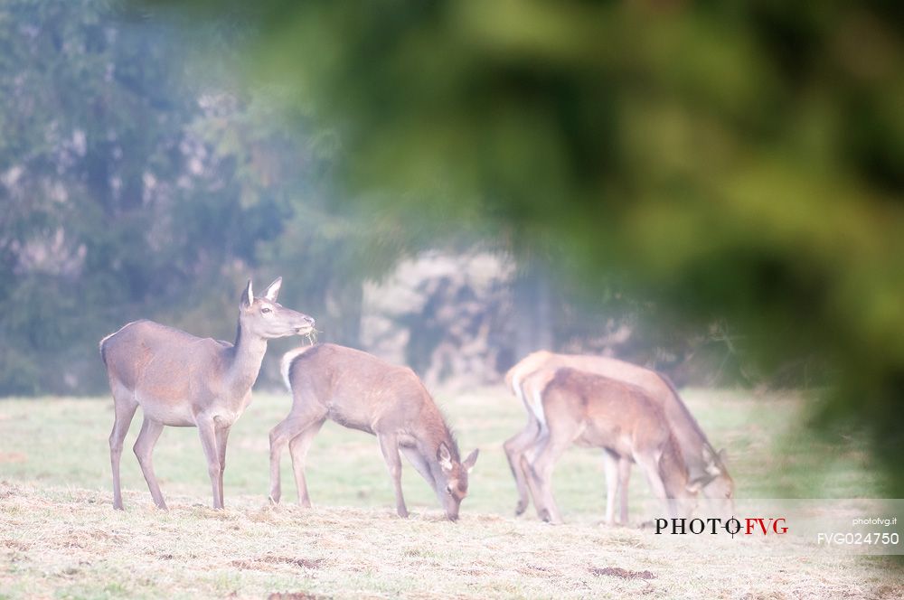 Female of deer grazing